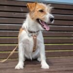 OpenAI pledges to add Astra security as Anthropic loosens Fable’s leash